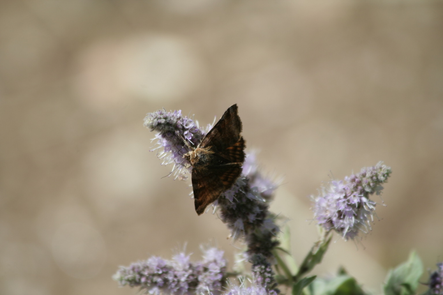 Falena diurna - Euclidia (Euclidia) glyphica